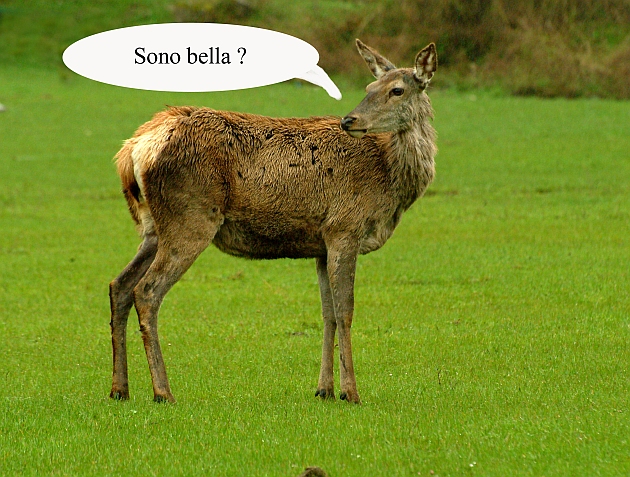 Mammalia .... che ridere!